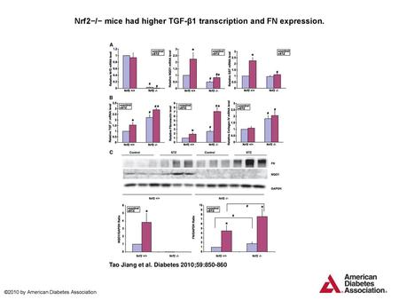 Nrf2−/− mice had higher TGF-β1 transcription and FN expression.