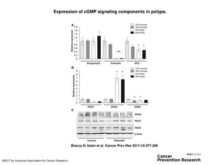 Expression of cGMP signaling components in polyps.