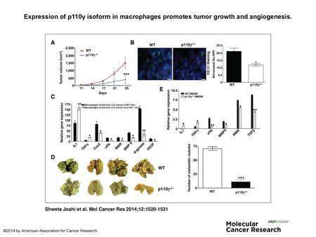 Expression of p110γ isoform in macrophages promotes tumor growth and angiogenesis. Expression of p110γ isoform in macrophages promotes tumor growth and.
