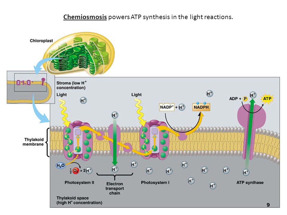 Photosynthesis: Light Reactions - ppt video online download