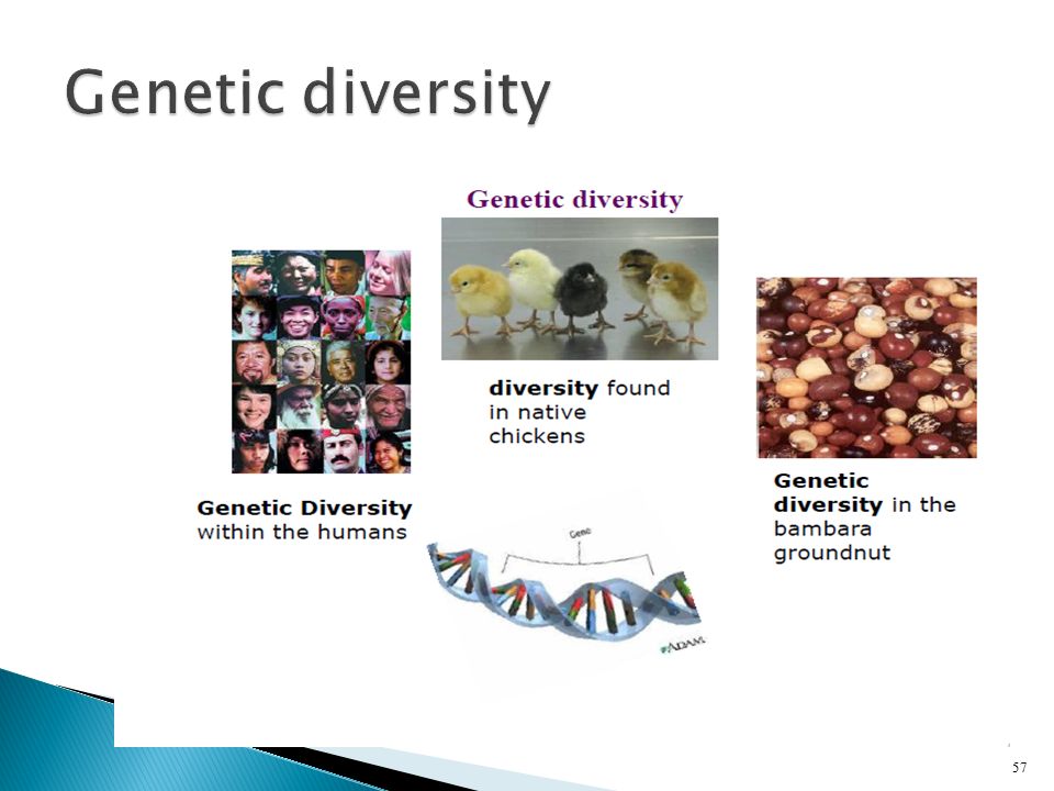 Genetic+diversity