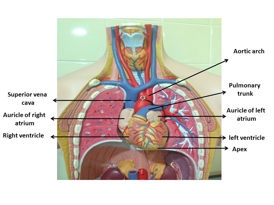 Aortic arch Pulmonary. trunk. Superior vena. cava. Auricle of left. atrium. Auricle of right.
