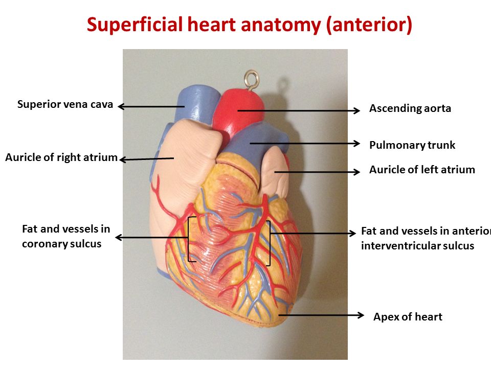 Superficial heart anatomy (anterior)