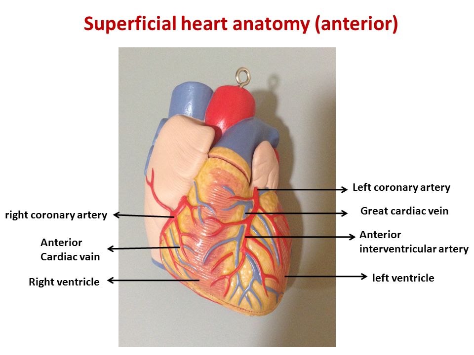Superficial heart anatomy (anterior)