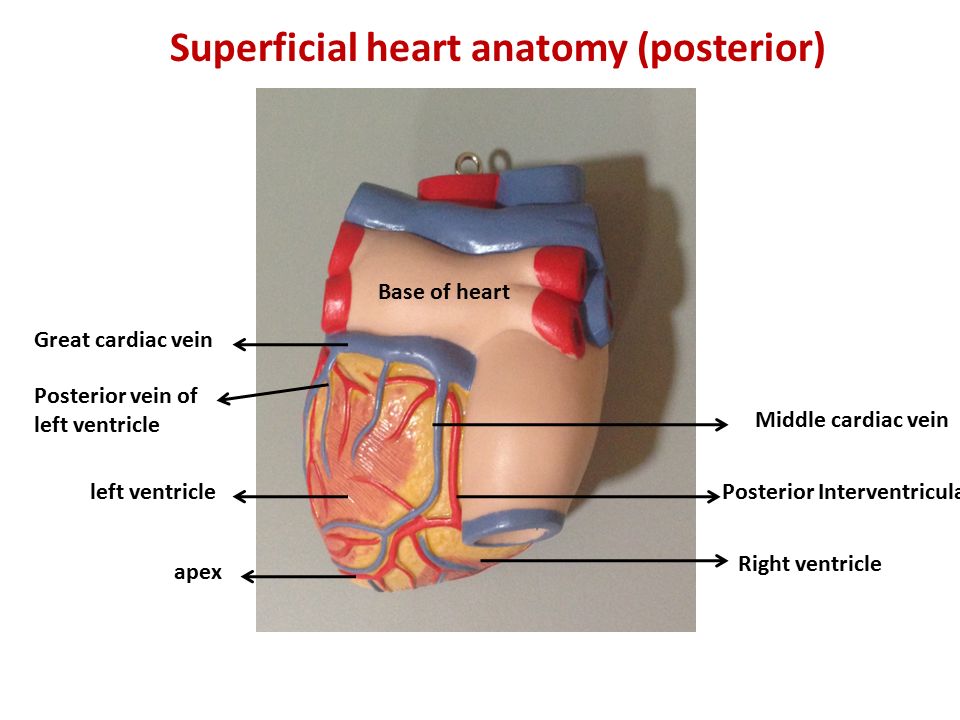 Superficial heart anatomy (posterior)