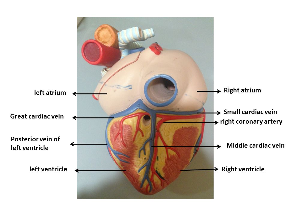 Right atrium left atrium. Small cardiac vein. Great cardiac vein. right coronary artery. Posterior vein of.