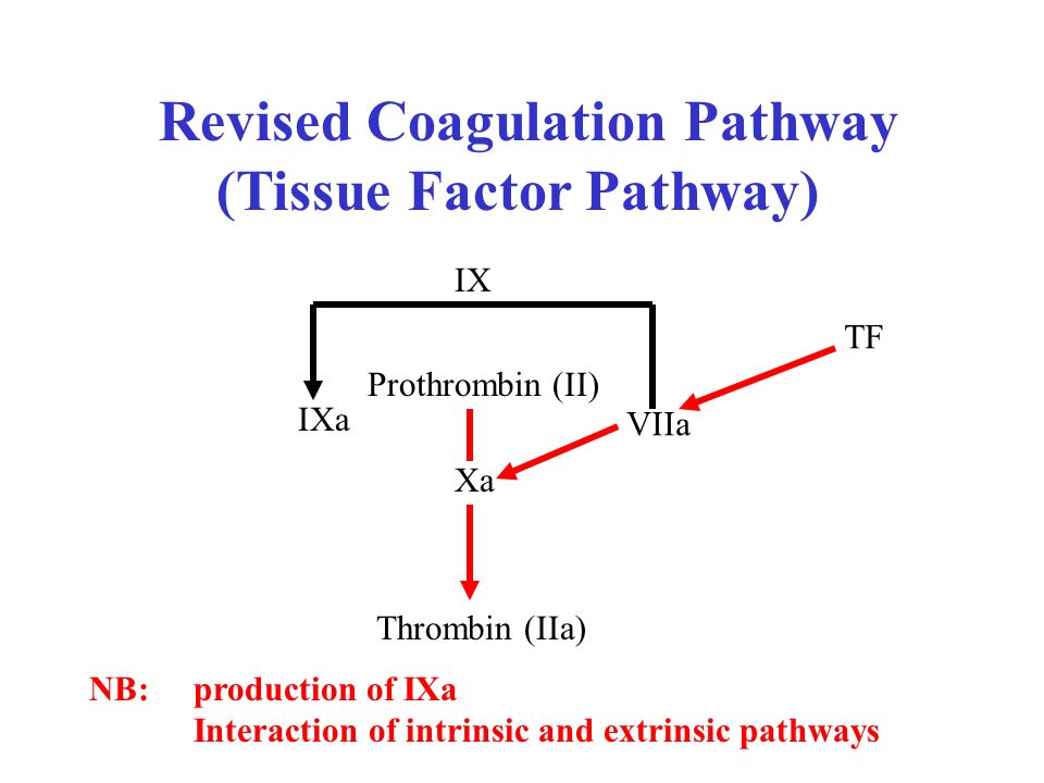 Revised Coagulation Pathway (Tissue Factor Pathway)