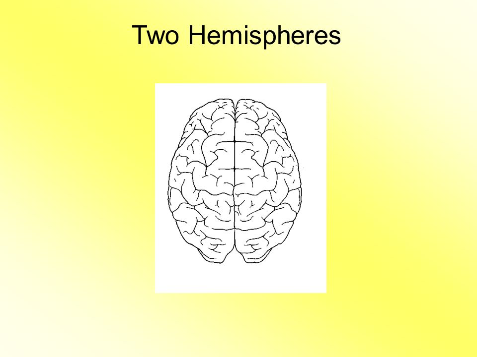 Two Hemispheres Functions: Let’s label our handout with the functions of each hemisphere of the brain.