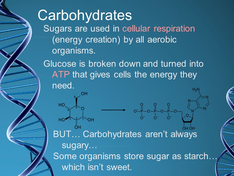 Carbohydrates Sugars are used in cellular respiration (energy creation) by all aerobic organisms.