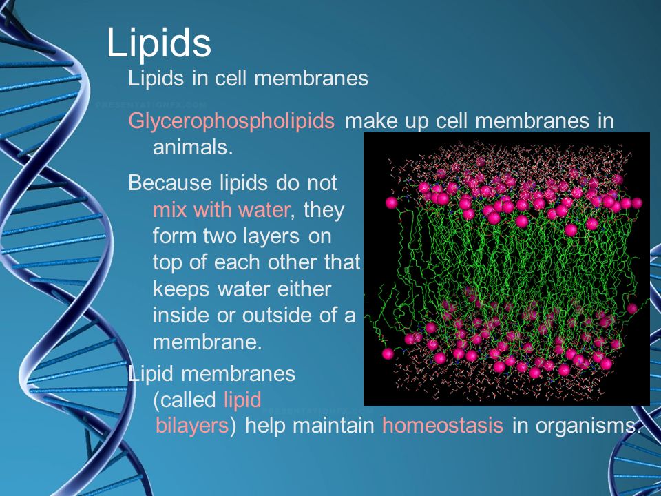 Lipids Lipids in cell membranes