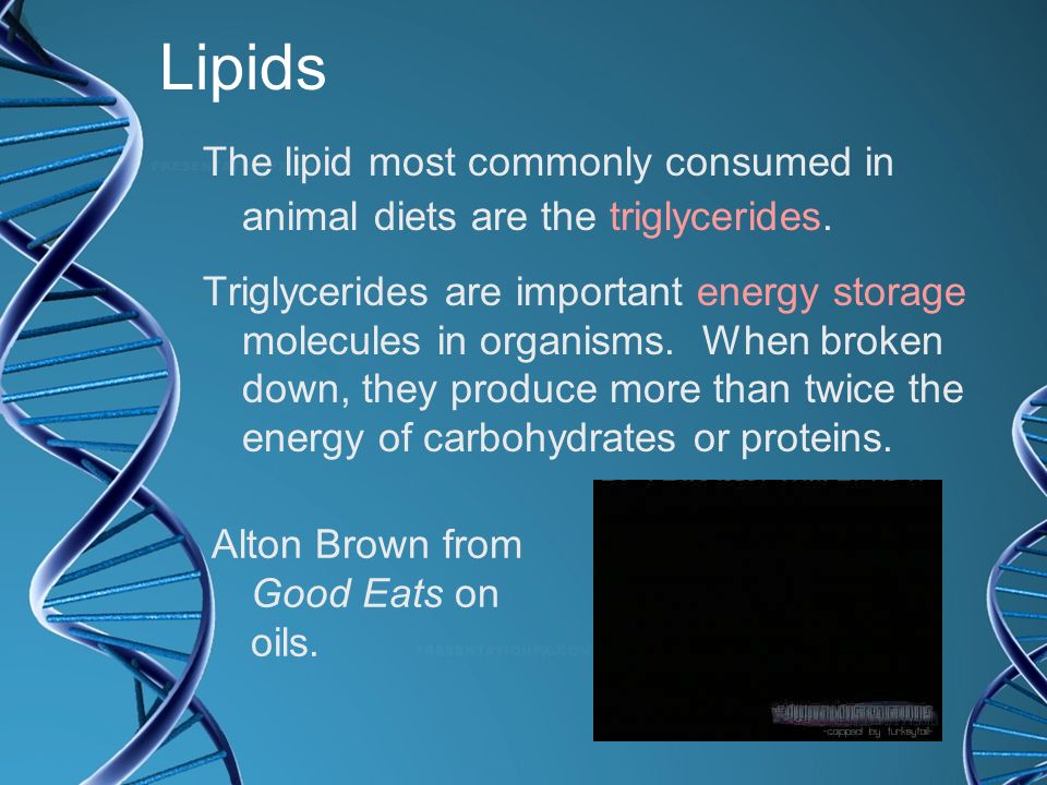 Lipids The lipid most commonly consumed in animal diets are the triglycerides.
