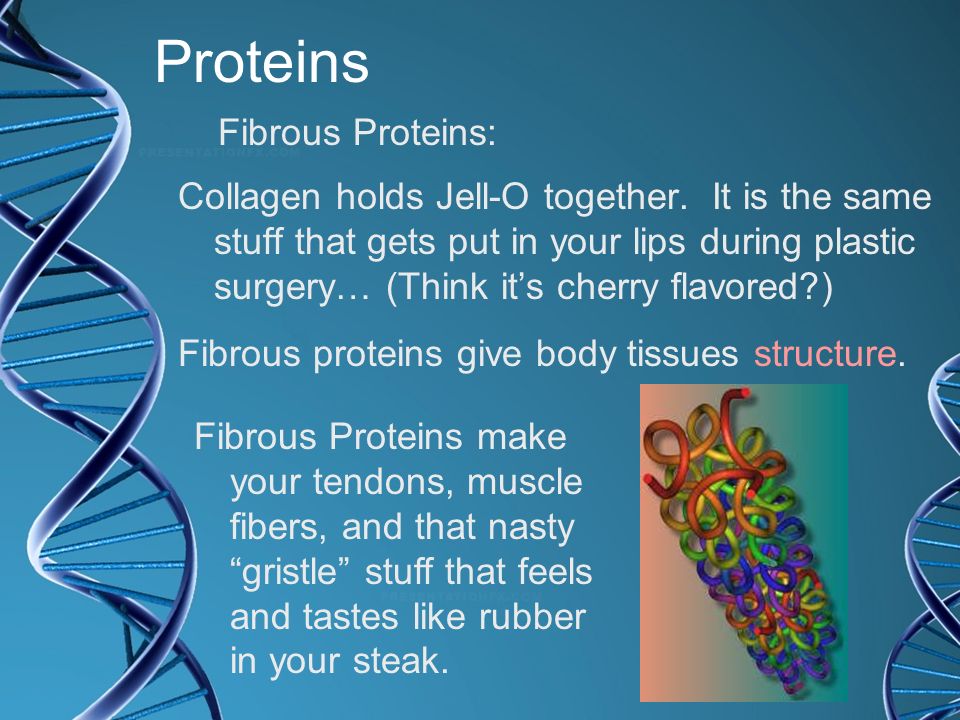 Proteins Fibrous Proteins: