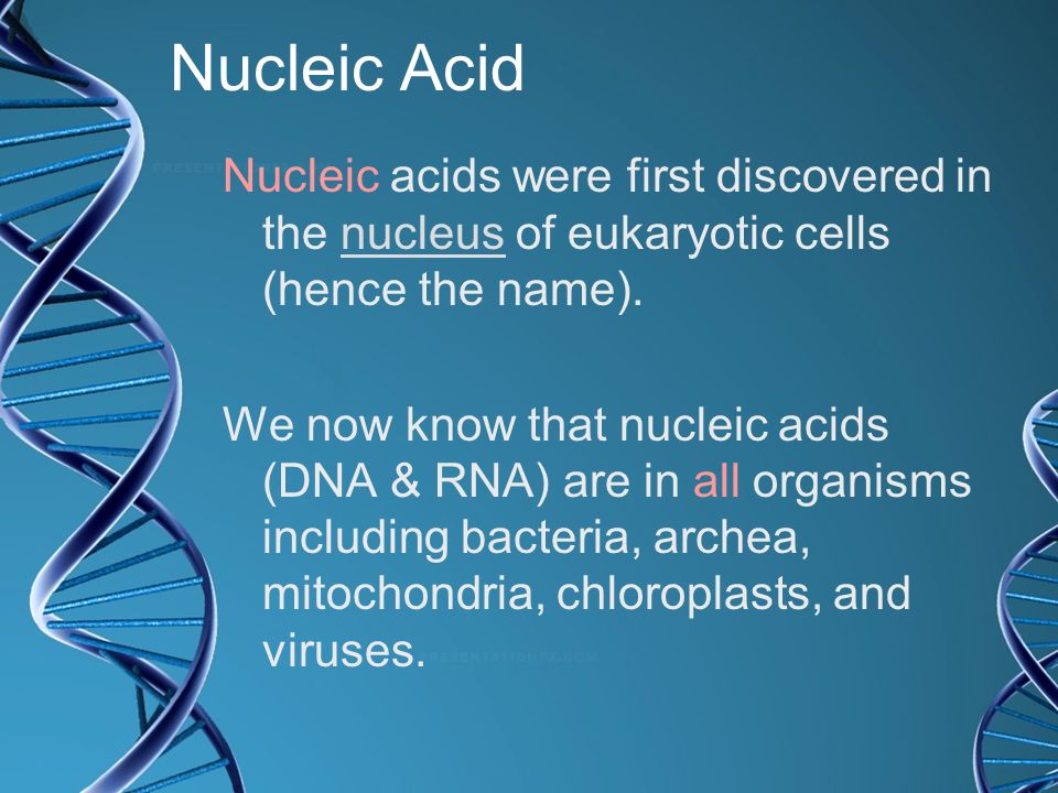 Nucleic Acid Nucleic acids were first discovered in the nucleus of eukaryotic cells (hence the name).