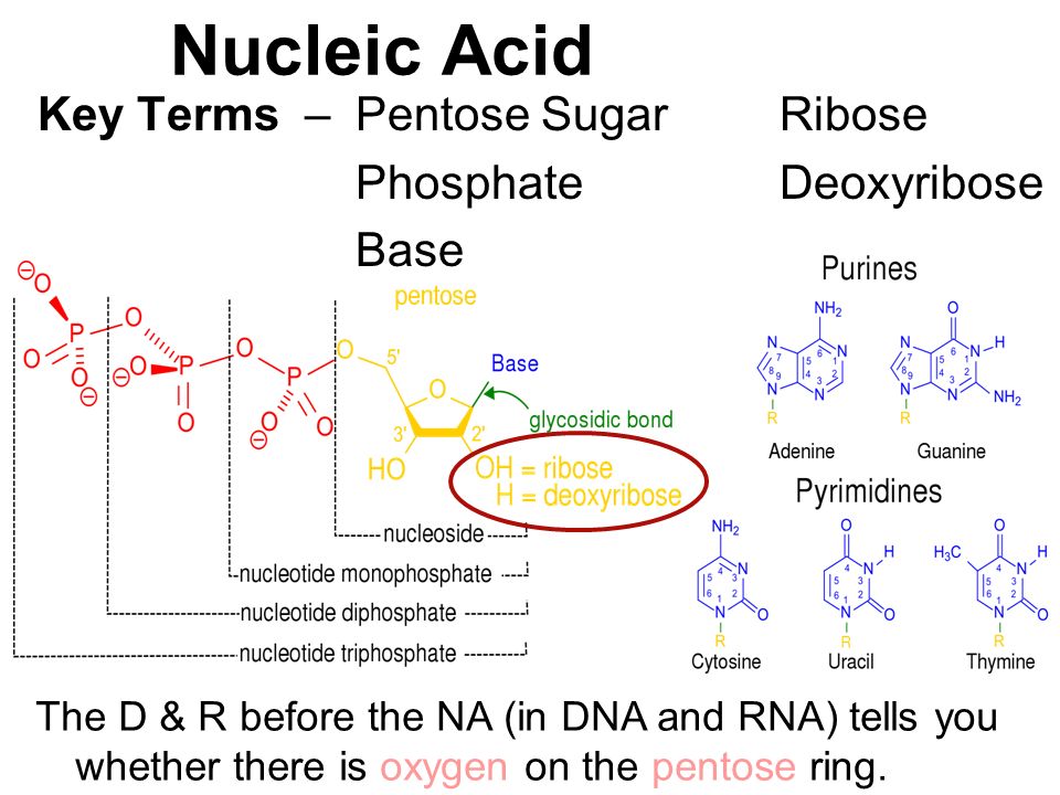 Nucleic Acid Key Terms – Pentose Sugar Ribose Phosphate Deoxyribose