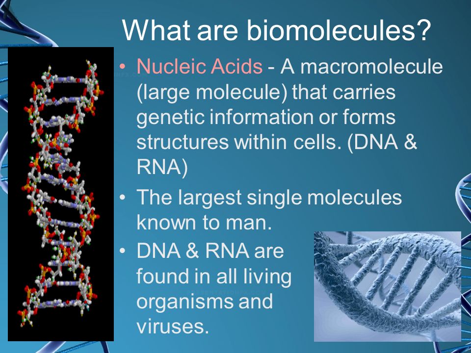 What are biomolecules