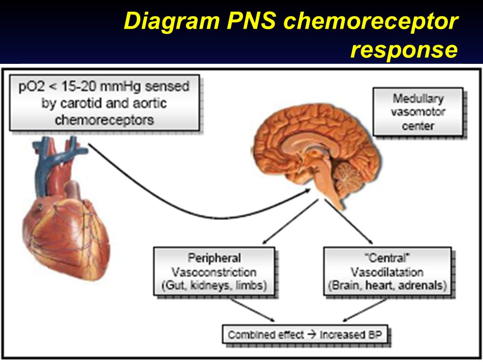 Diagram PNS chemoreceptor response