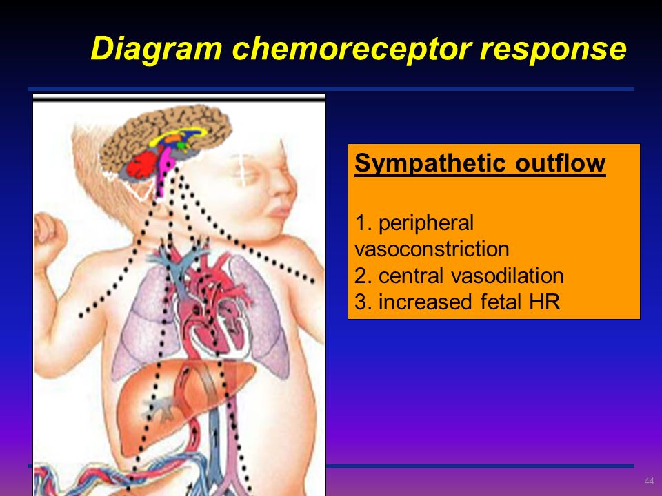 Diagram chemoreceptor response