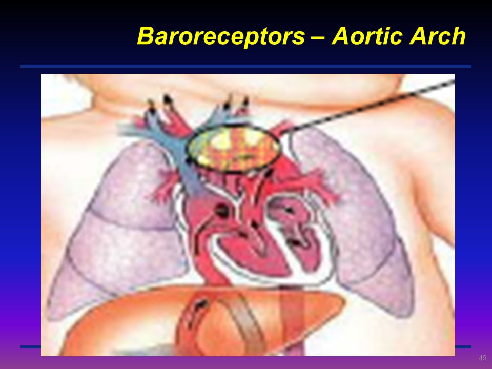 Baroreceptors – Aortic Arch