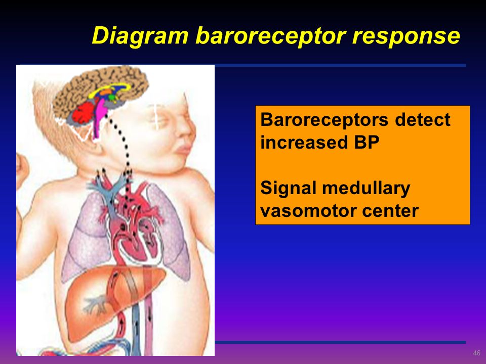 Diagram baroreceptor response