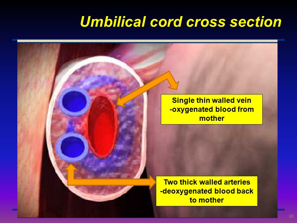 Umbilical cord cross section