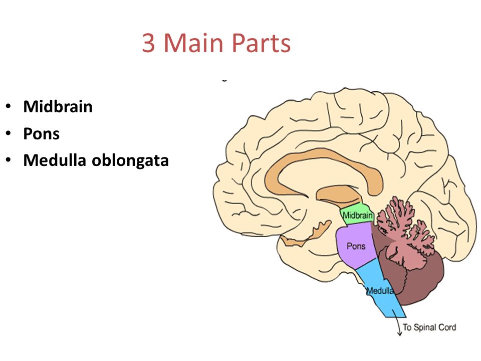 brain stem dr n satyanarayana.