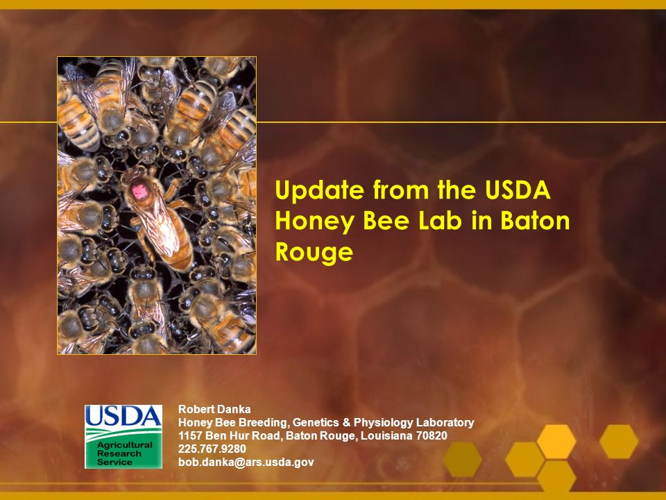 Update from the USDA Honey Bee Lab in Baton Rouge
