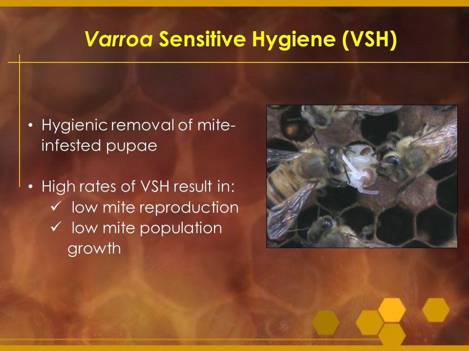Varroa Sensitive Hygiene (VSH)