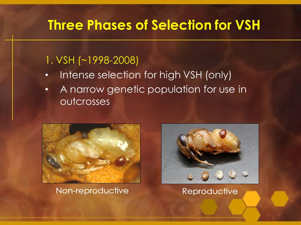 Three Phases of Selection for VSH
