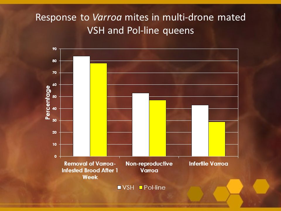 Response to Varroa mites in multi-drone mated VSH and Pol-line queens