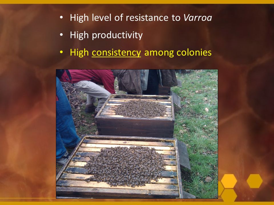 High level of resistance to Varroa High productivity