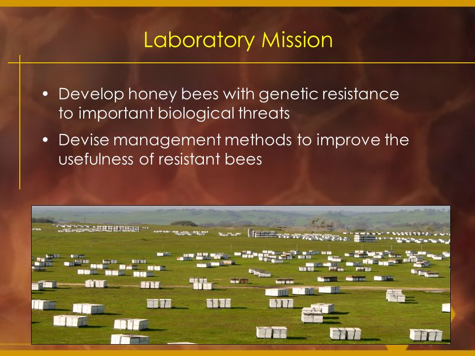 Laboratory Mission Develop honey bees with genetic resistance to important biological threats.