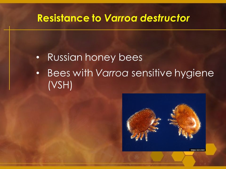 Resistance to Varroa destructor