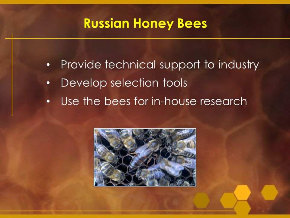 Russian Honey Bees Provide technical support to industry