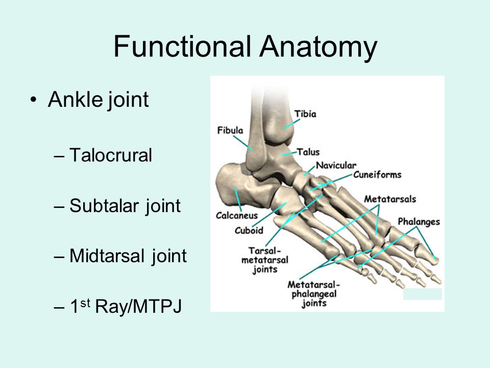 Functional+Anatomy+Ankle+joint+Talocrural+Subtalar+joint.jpg