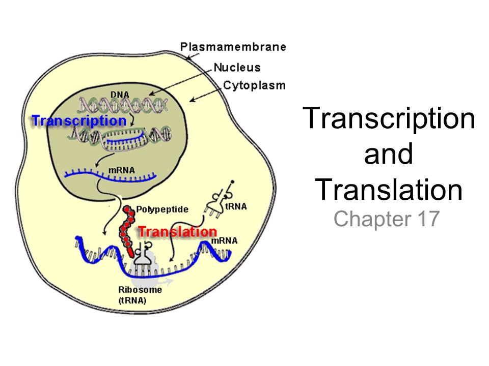 Flow Chart Of Transcription And Translation
