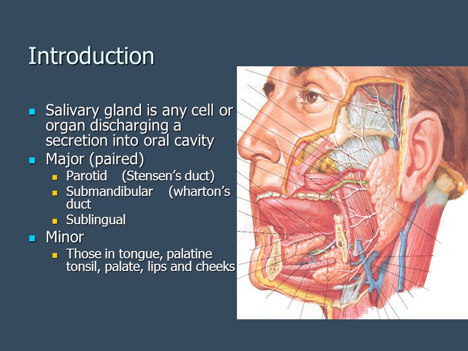 Introduction Salivary gland is any cell or organ discharging a secretion into oral cavity. Major (paired)
