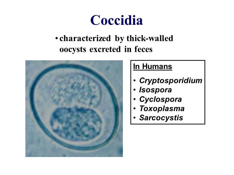 coccidia toxoplasma