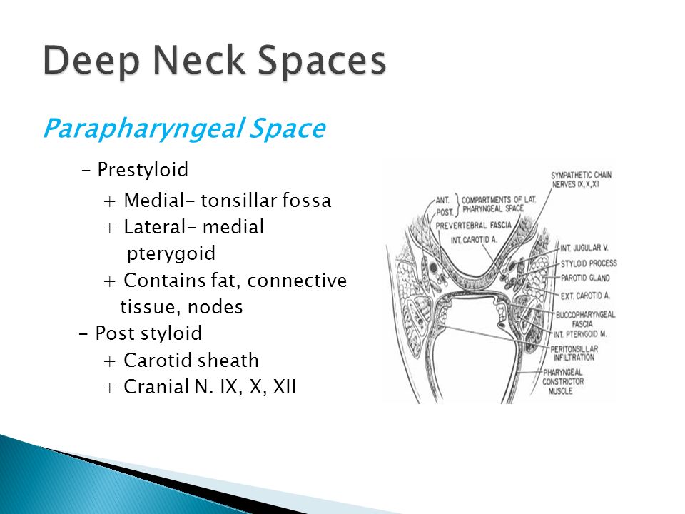 Deep neck