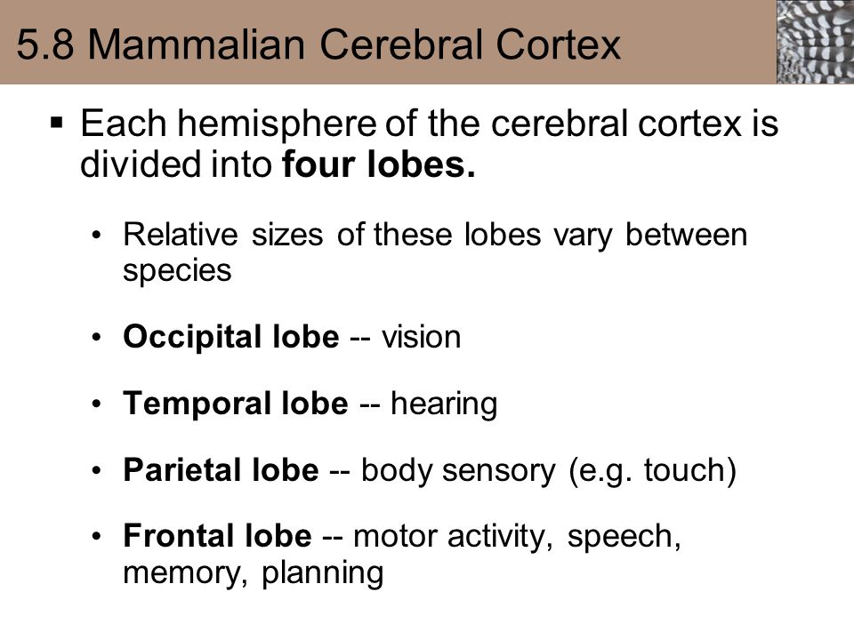 chapter 5 nervous systems sections
