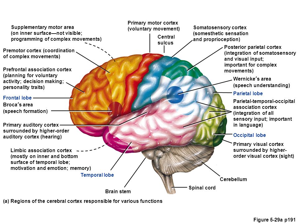 motor cortex,somatosensory cortex primary motor cortex(voluntary movement)supplementary motor area