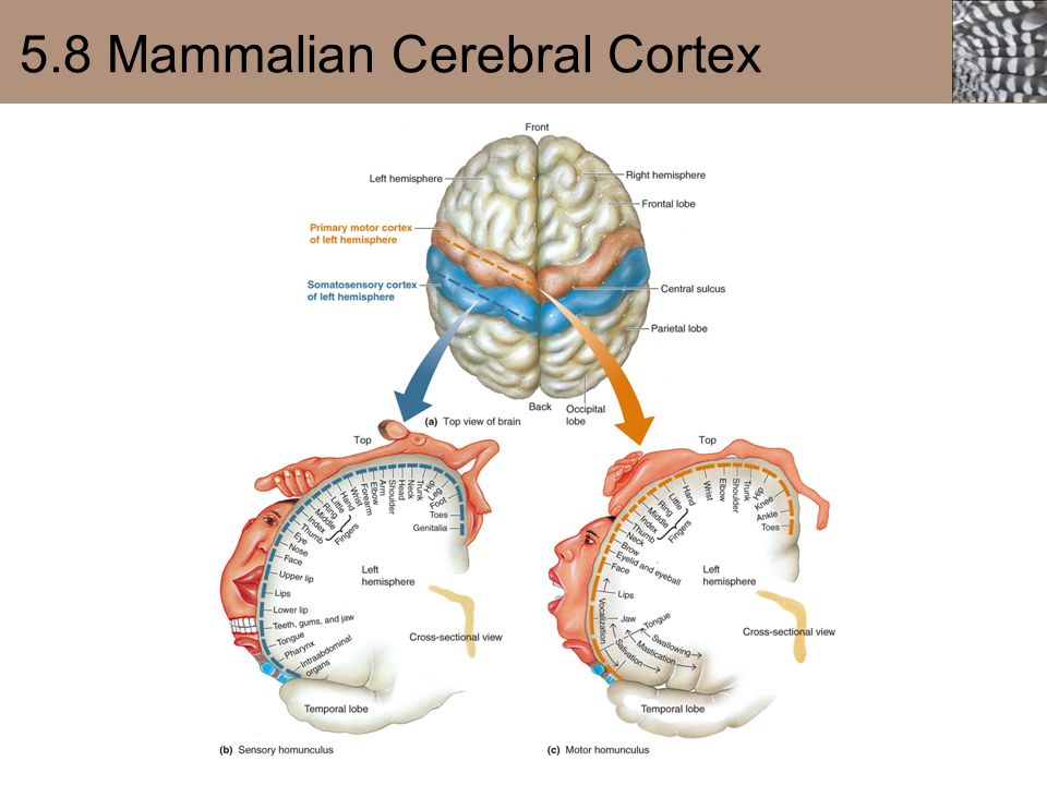 motor cortex,somatosensory cortex 8 mammalian cerebral cortex primary motor cortexposterior part