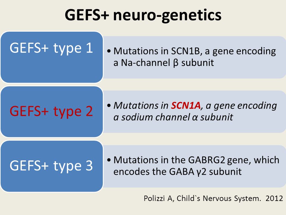 GEFS+ neuro-genetics GEFS+ type 1 GEFS+ type 2 GEFS+ type 3
