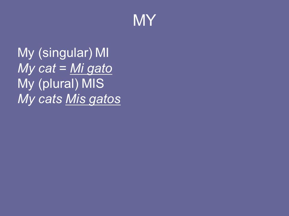 MY My (singular) MI My cat = Mi gato My (plural) MIS My cats Mis gatos