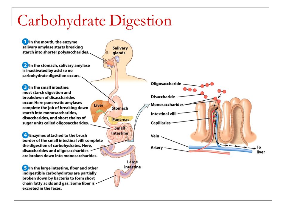 where are carbohydrates digested and absorbed