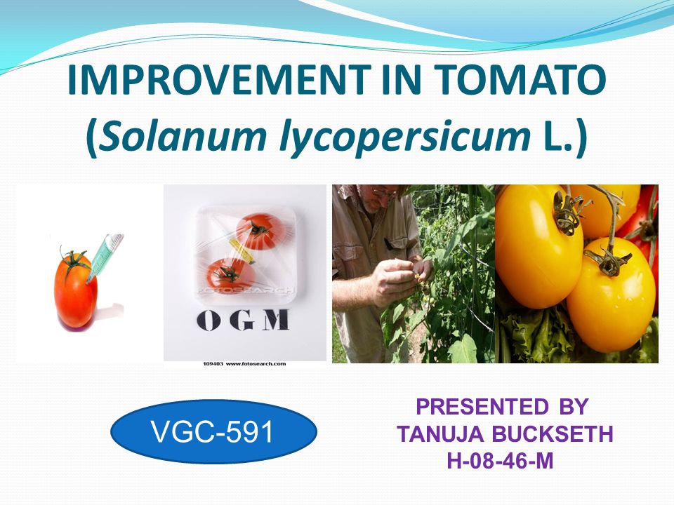 Improvement In Tomato Solanum Lycopersicum L Ppt Video Online Download