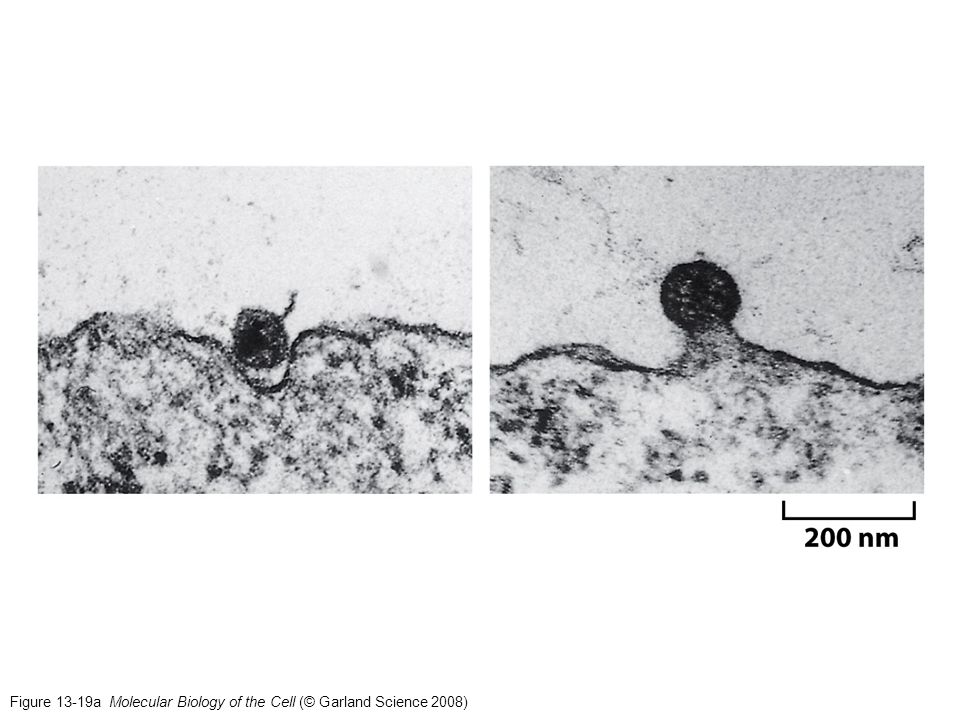 Infezione di HIV Figure 13-19a Molecular Biology of the Cell (© Garland Science 2008)