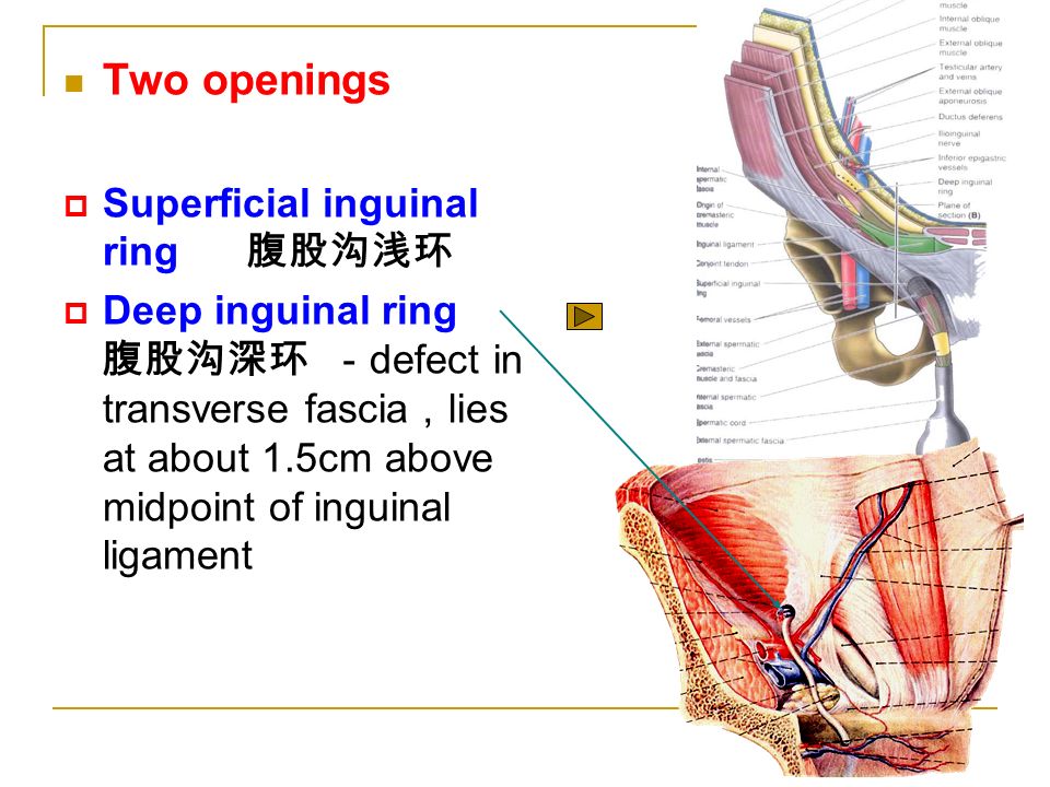 two openings superficial inguinal ring 腹股沟浅环 deep inguinal
