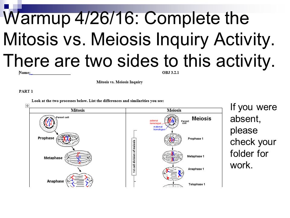 what are the similarities between this activity and actual mitosis