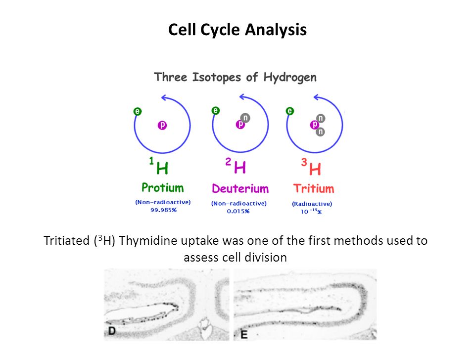 Cell Cycle Analysis Tritiated (3H) Thymidine uptake was one of the first methods used to assess cell division.