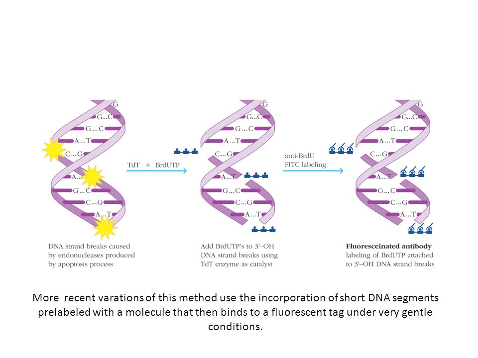More recent varations of this method use the incorporation of short DNA segments prelabeled with a molecule that then binds to a fluorescent tag under very gentle conditions.